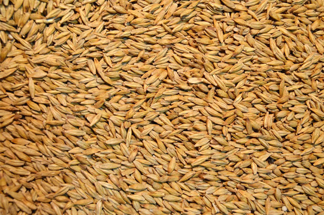 Barley Seed