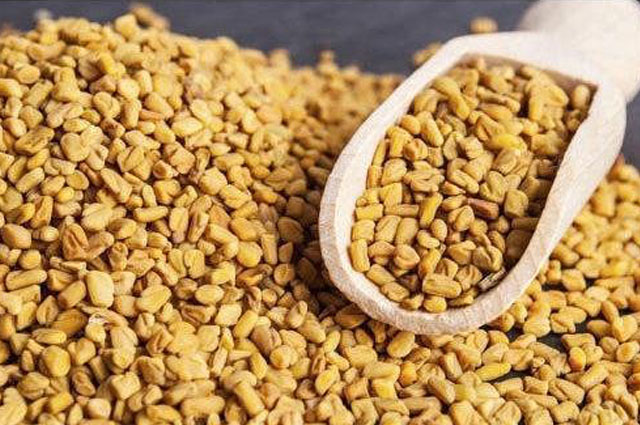 Fenugreek