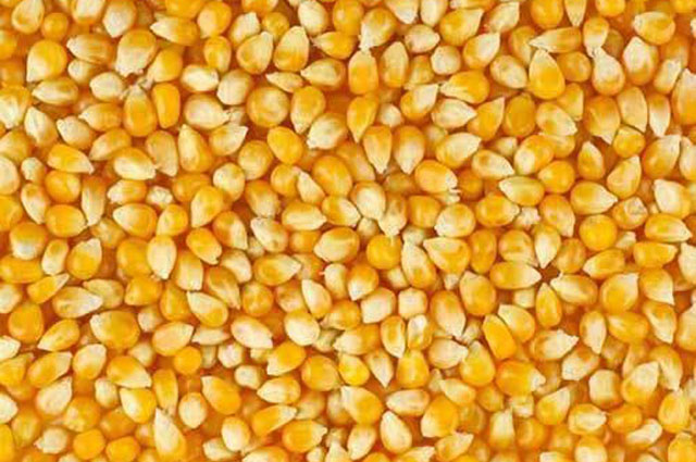 Maize Kernels