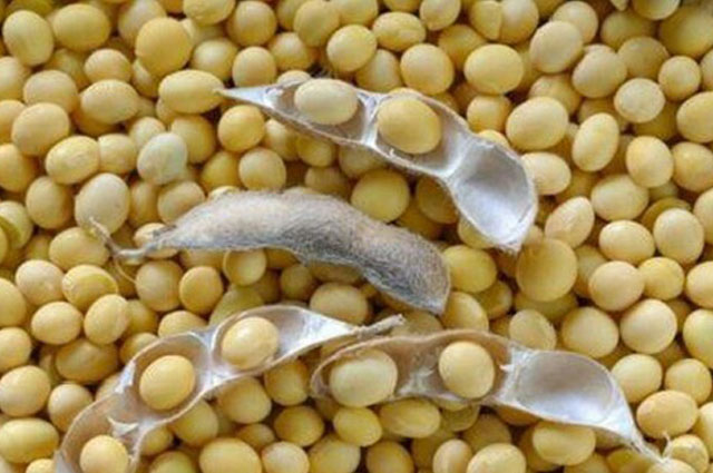 Soyabean