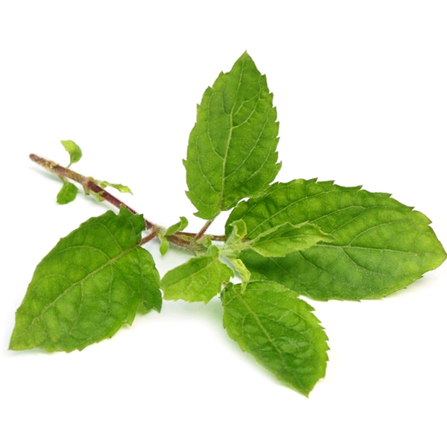 Tulsi